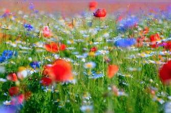 Nature And Landscape Wallpaper