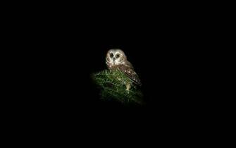 High Quality Wallpaper Of Owl Eagle Imagebank