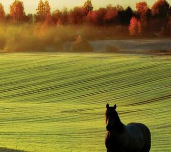 Autumn Horse