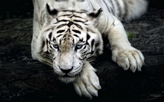 Big Cats Nature Animals Tiger White Tigers Wallpaper HD