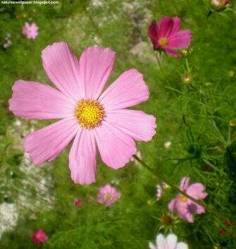 Cosmos Flowers
