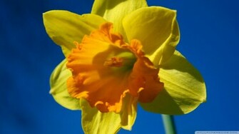 Daffodil Wallpaper