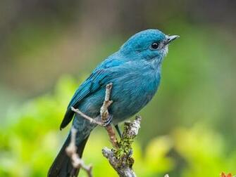Blue Bird Wallpaper HD