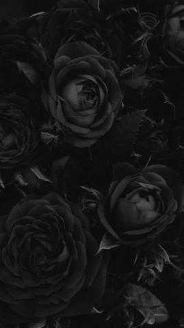 Black Rose Phone Wallpaper On
