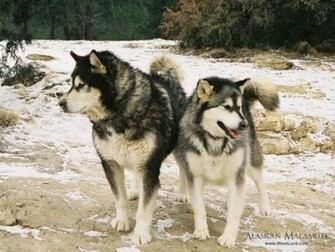 White Alaskan Malamute Wallpaper