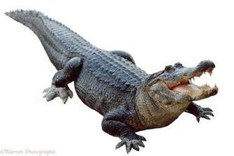 Animal With Name Beginning A