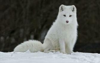 Arctic Fox Wallpaper HD