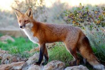 Fox Clip Art On Clipart Library
