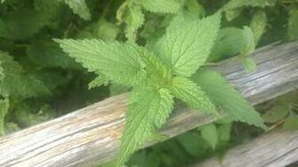 Nettle Besides A Wood Wallpaper One Million