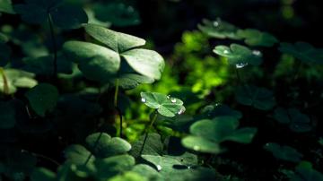 Wallpaper 4k Green Leaf Macro Nature Grass Water Drop