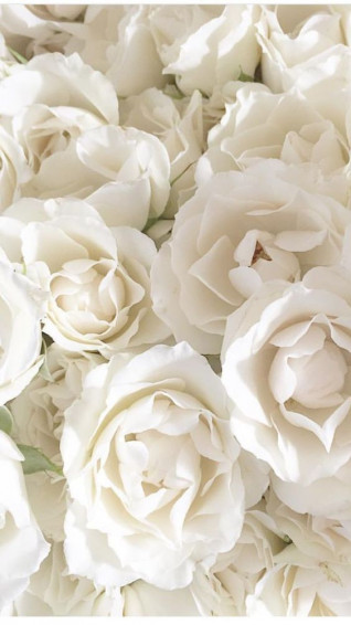 Beautiful Roses Wallpaper Background For iPhone Flower