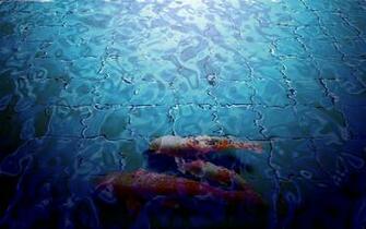Moving Koi Fish Wallpaper
