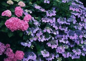 Hydrangea Wallpaper