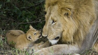 Lion Cub Wallpaper Hq High Quality