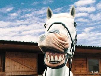 HD Animal Wallpaper Funny Animals