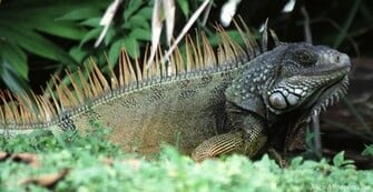 Animal Planet Iguana HD Resolution