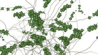 Ivy Growing Over A White Background Alpha Stock Video HD