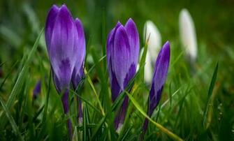 Purple Crocuses Spring Flowers Wallpaper
