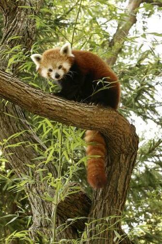 Wallpaper Desktop Red Panda