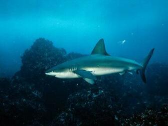 Shark Pictures Wallpaper National Geographic