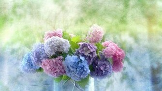 Hydrangea Wallpaper High Definition Quality Widescreen