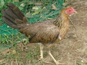 Indian Hen Wallpaper HD