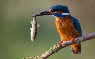 Kingfisher Wallpaper Animal
