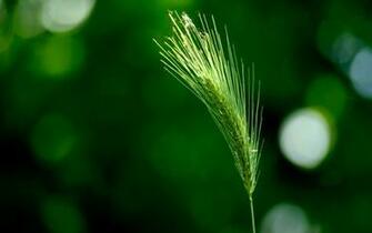Green Wheat Desktop Pc And Mac Wallpaper
