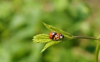 The Little Lady Buggs Remetea Mica Romania Android Wallpaper