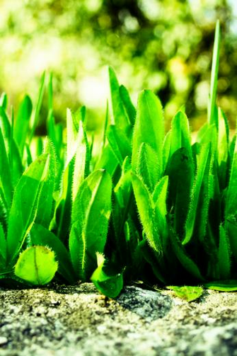iPhone I Spring Breeze Wallpaper