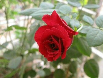 Red Rose Wallpaper Single