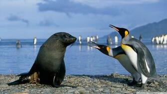 Two King Penguins And A Seal Antarctica 4k HD Desktop