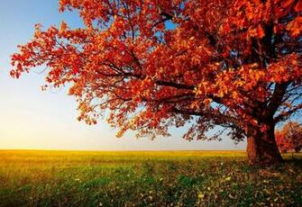 Fall Trees Wallpaper