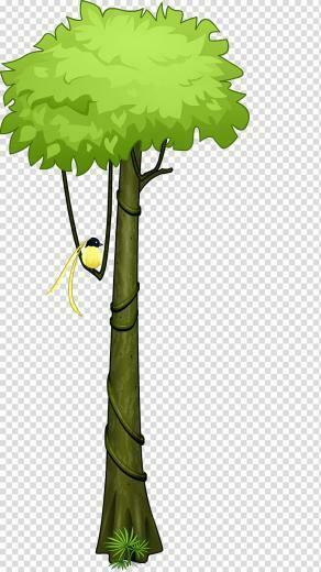 Amazon Rainforest Tropical Tree Forest Transparent