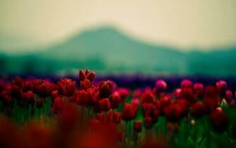 Flowers Spring HD Wallpaper High Definition