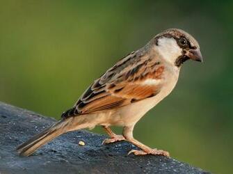 Sparrow Bird High Resolution Full HD Wallpaper