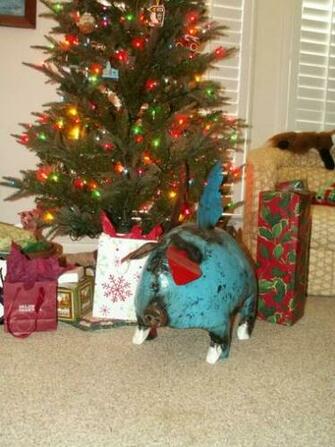 Christmas Pig Pictures Image Photos Photobucket