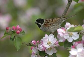 Bird And Flowers High Quality Resolution Wallpaper