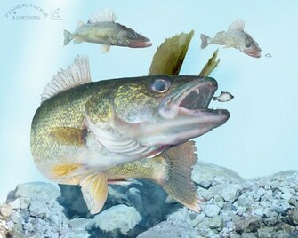 Walleye Wallpaper Loopele