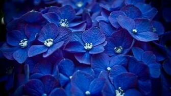 Blue Hydrangea Wallpaper