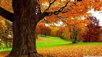 Under A Yellow Tree 4k HD Desktop Wallpaper For Ultra Tv