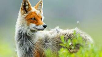 Wild Fox In Spring 4k Wallpaper