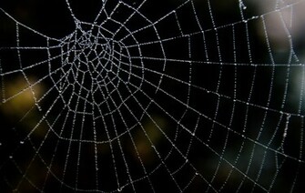 Spider Web Background Image Thecelebritypix