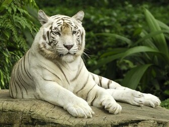 White Tiger Wallpaper