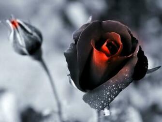 Black Flowers Roses Color Isolation Wallpaper Nature Rose HD