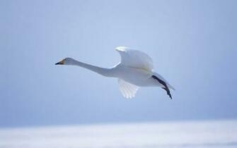 Flying Birds Wallpaper Top Desktop