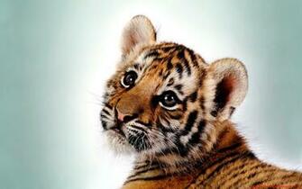 Tiger Wallpaper