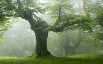 Tree Background Wallpaper Win10 Themes