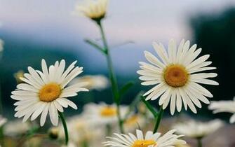 Desktop Wallpaper Animals Flowers