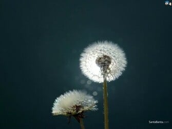 Blowing Dandelion Wallpaper